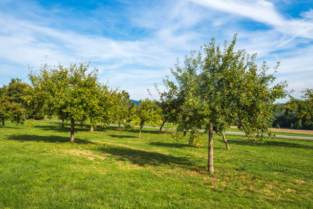 View of trees with ripe red apples on an orchard in Taunus/Germany in autumn