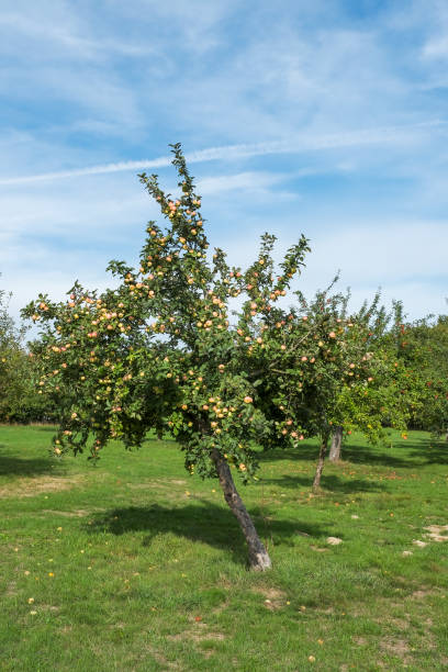 istock Orchard meadow in Taunus/Germany 1716837269