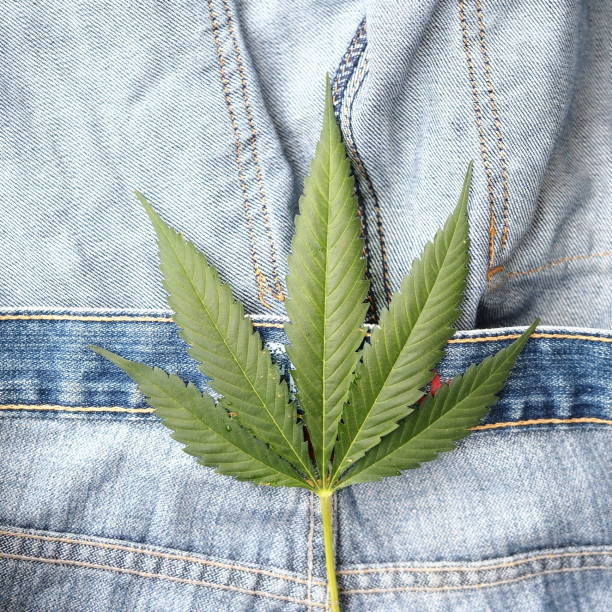 Industrial hemp leaf on jeans fabric stock photo