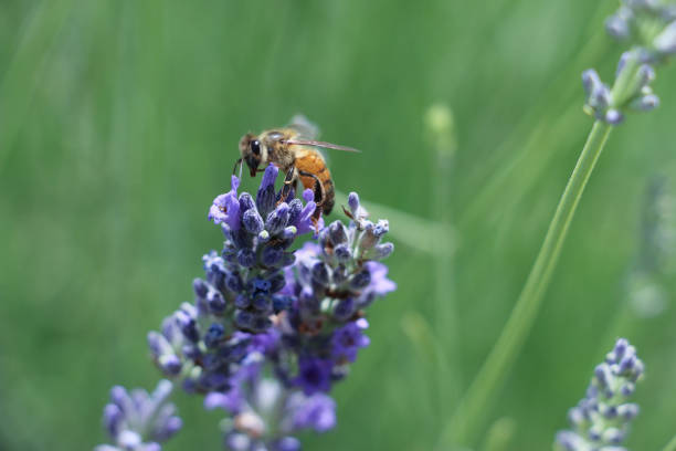 istock Honey Bee on Purple Lavender Flower 1716849405