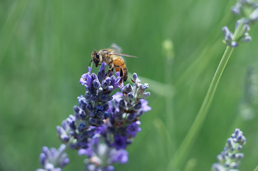 Busy honey bee gathering pollen in a lavender field in the springtime.