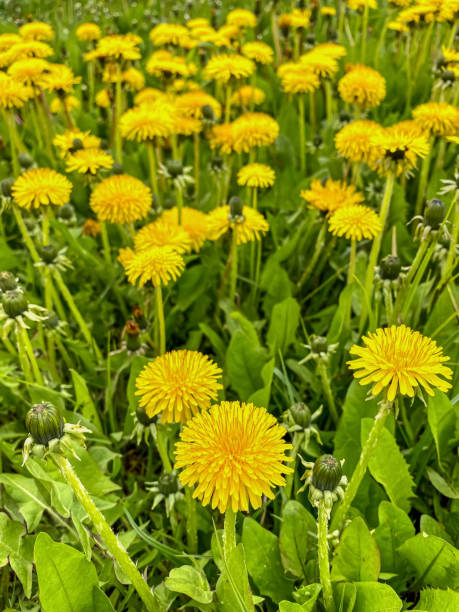 istock Yellow dandelion flowers on a green meadow in spring. 1716864264