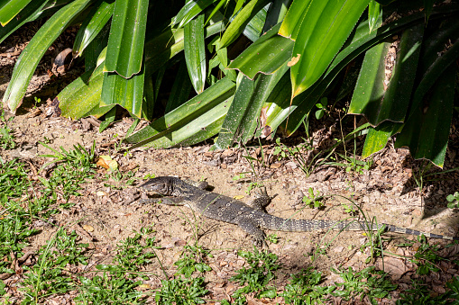 A monitor lizard comfortably sunbathes on the sand at a university in Thailand. This is normal, not afraid of people looking at it, like a representative of the natural abundance of Thailand.