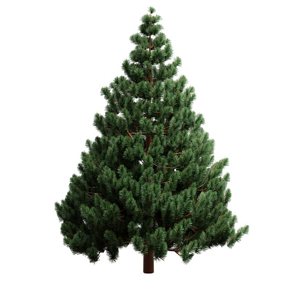 Christmas tree isolated on white transparent background, Green fir pine tree