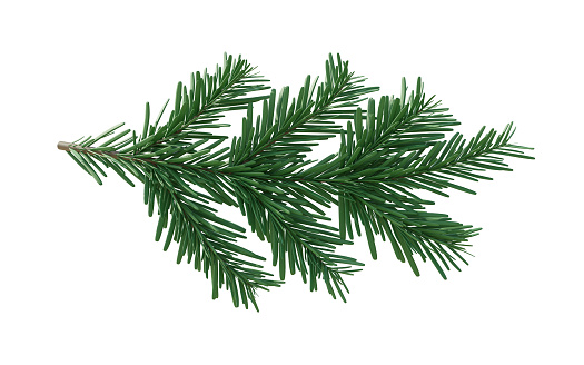 Christmas spruce, green fir twig isolated on white transparent background, Xmas pine tree branch
