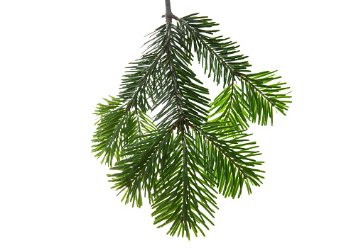 Christmas tree branch isolated on white transparent background, Xmas spruce, green fir pine twig closeup