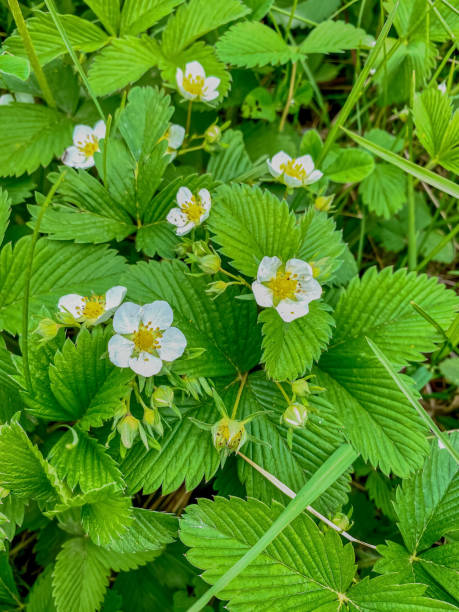 istock Strawberry flowers in the forest. 1716869512