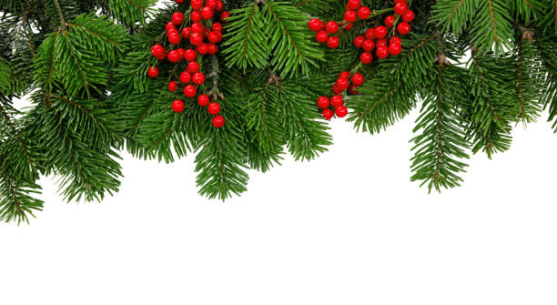 istock Christmas tree border and red berries decoration isolated on white transparent 1716871179