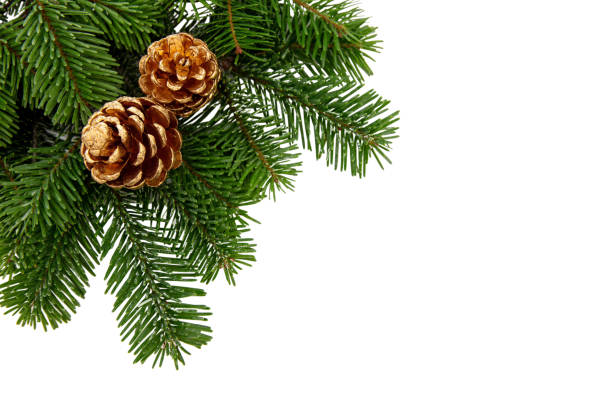 Christmas tree branch and golden cones isolated on white transparent, Xmas spruce, green fir pine twig stock photo