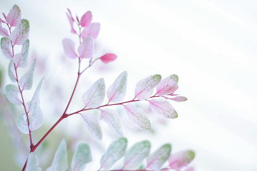 Small multicolored pastel leaves on a tree.