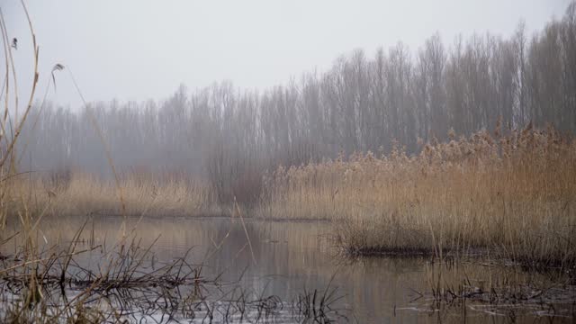 Dry reed near water in winter day