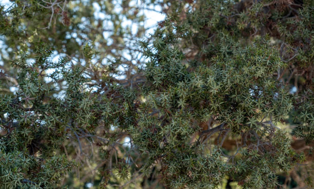istock Cedar tree, needle like leaf background. Cedrus evergreen coniferous fresh green plant. Close up 1716877591