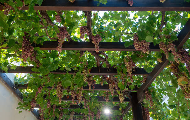 istock Grape ripe pink skinned hanging at pergola background. Roditis grapevine traditional Greek variety. 1716877832