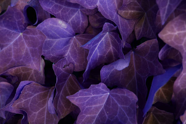istock Colorful grape leaves texture, unusual floral background 1716880121