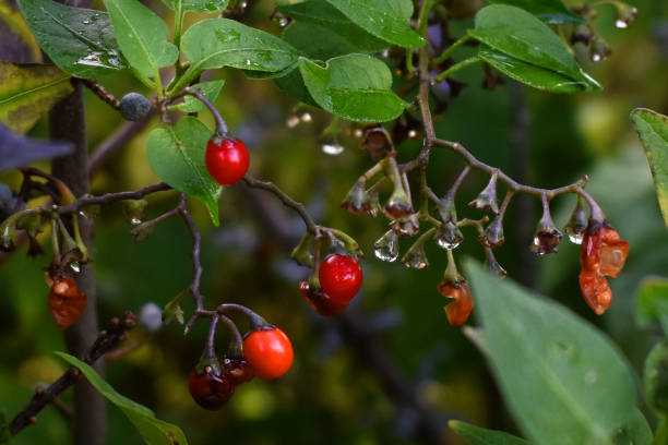 istock Red berries in raindrops on a branch with green leaves 1716884598