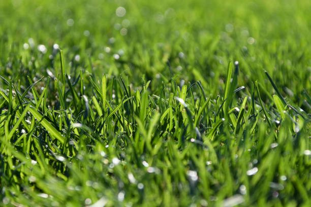 istock Green lawn grass close up, fresh floral texture 1716886234