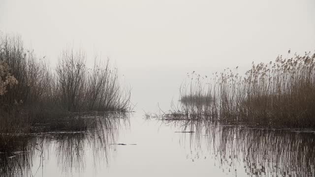 Dry reed and grass in water in foggy day