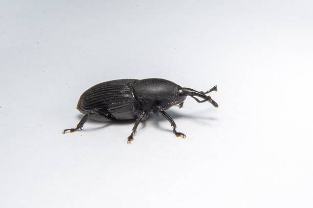 istock a small black bug that is on a white surface some of it's legs 1716888530
