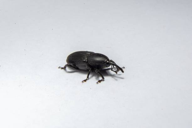 istock a small black beetle on a white surface with it's tongue out 1716888533