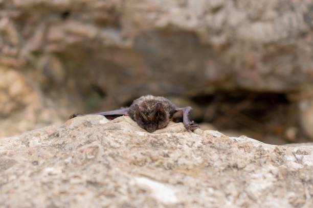 istock Solitary, juvenile bat resting atop a rocky ledge 1716888548