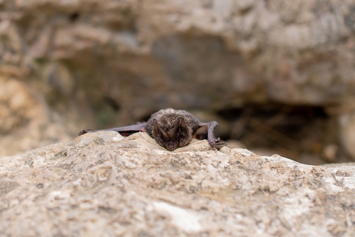 A solitary, juvenile bat resting atop a rocky ledge