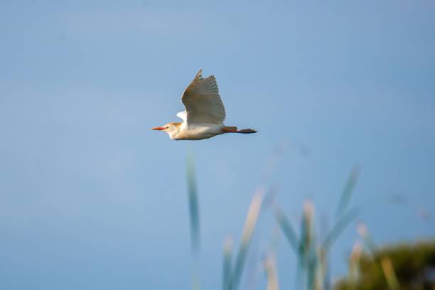 majestatyczny ptak szybujący w powietrzu z całkowicie rozpostartymi skrzydłami - floating bird zdjęcia i obrazy z banku zdjęć