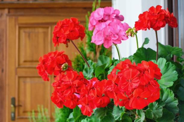 istock Richly blooming geranium flowers on the windows 1716902133