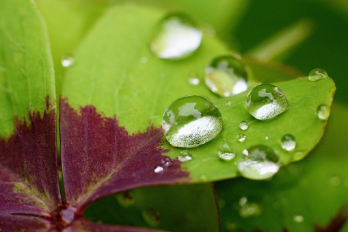 Water droplets on the green leaf. Watering plants concept.