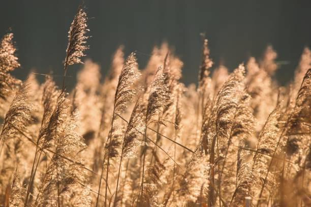 istock Glittering dry reed in the autumnal sunlight. 1716902635