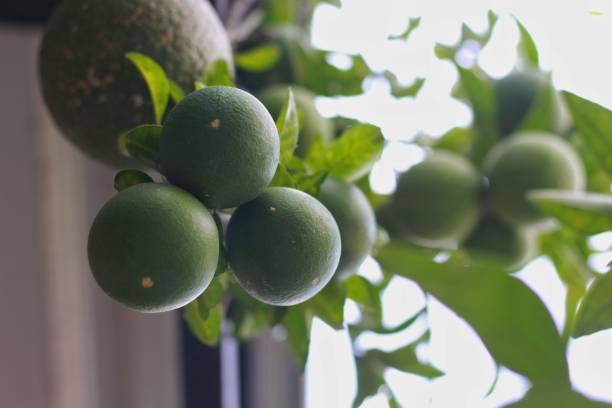 istock unripe green oranges 1716911036