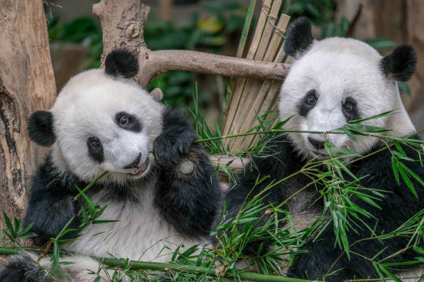 A female panda cub plays with her mother.