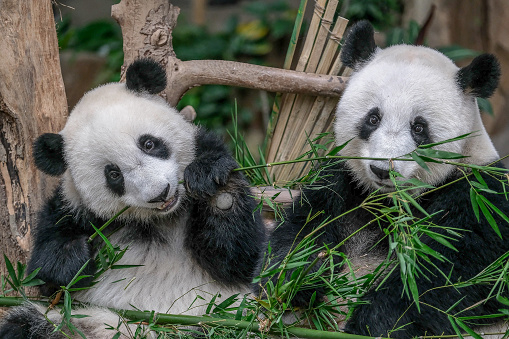 A female panda cub plays with her mother.