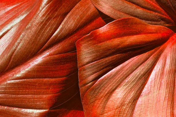 istock Colorful leaves texture, unusual floral background 1716928406