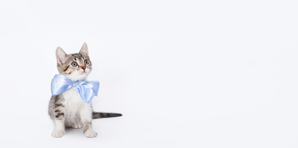 Cute cat looking up. Portrait of gray tabby cat with blue ribbon on white background. Studio shot of lovely tiny kitten with blue bow tie. Beautiful web banner with copy space. Pet care. Pet