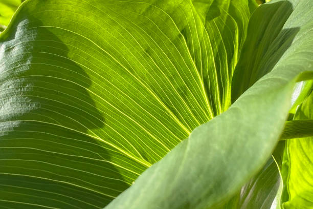 istock Colorful leaves texture, unusual floral background 1716931240