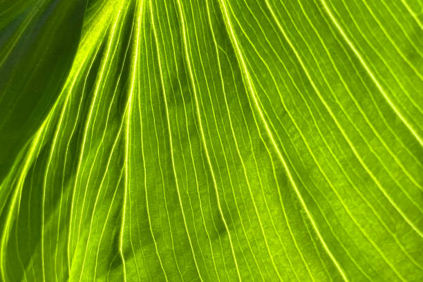 istock Colorful leaves texture, unusual floral background 1716931242