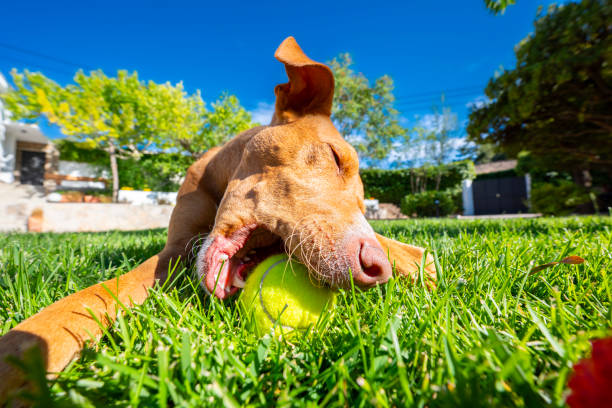 istock Dog playing with a ball in a garden 1716931257