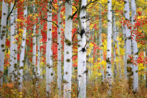 Detail of Aspen tree in fall autumn selective focus blurred background white trunk texture red and yellow
