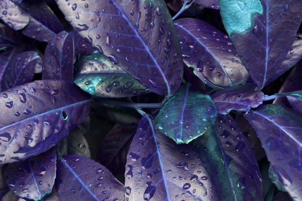 istock Colorful leaves texture, unusual floral background 1716945870