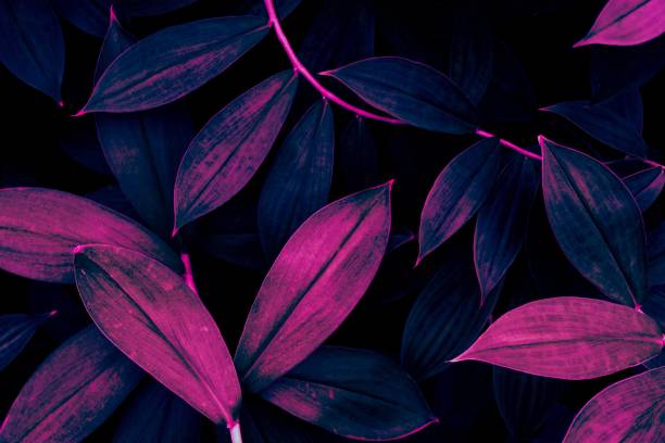 istock leaf texture background, glow in the dark color toned 1716947089