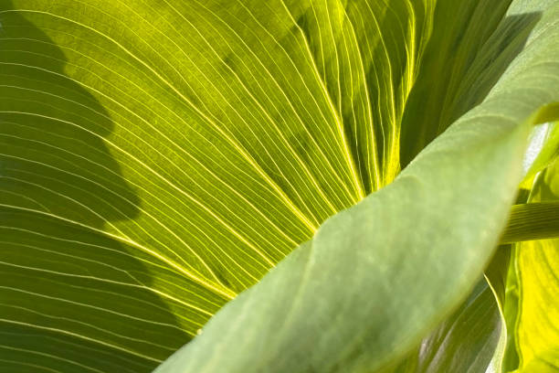 istock Colorful leaves texture, unusual floral background 1716949845