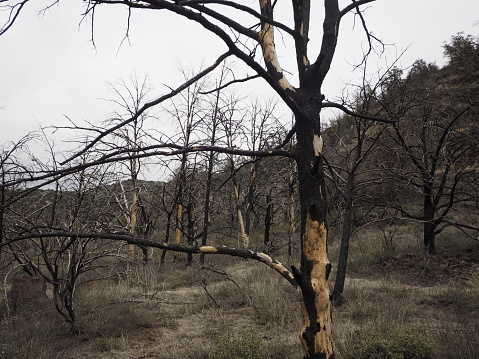 Burnt trees after a forest fire