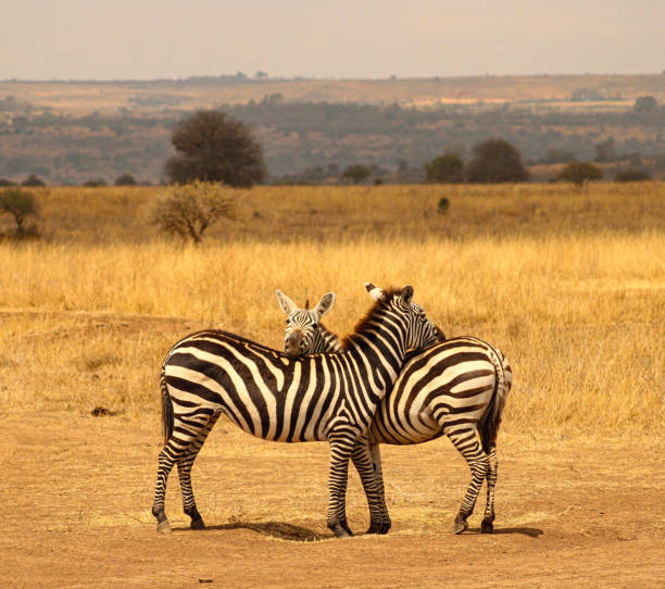 istock Two Zebras Keeping Watch for Predators in Nairobi National Park 1716955574