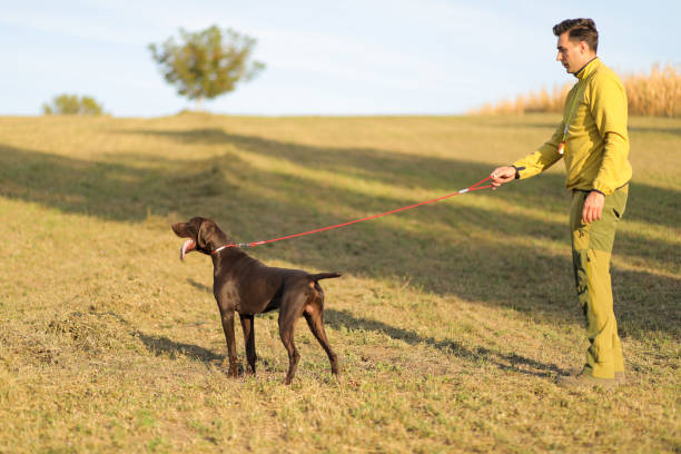 Beautiful  German Shorthaired Pointer dog and its owner during outdoors obedience training session.Man with hunting dog portrait. stock photo