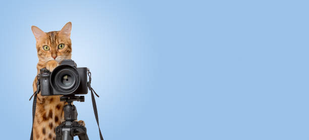 istock Bengal cat with a SLR camera on a blue background. Cat photographer. 1716959916