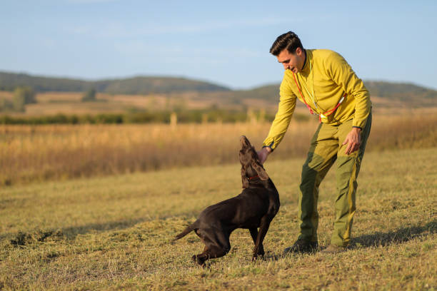 istock Beautiful  German Shorthaired Pointer dog and its owner during outdoors obedience training session. Sit and stay command. Man with hunting dog portrait. stock photo 1716960439