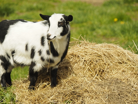 A white goat with a brown head grazes alone in a large fenced meadow.