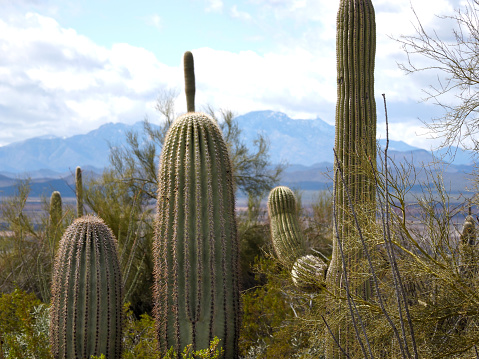 Organ Pipe Cactus and Mesquite trees near Lukeville Arizona on the Organ Pipe National Monument