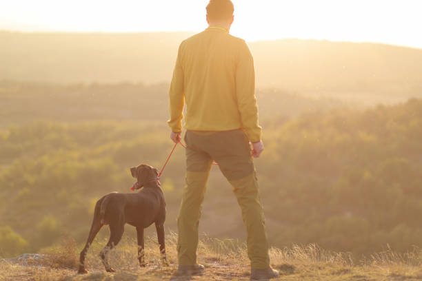 Beautiful  German Shorthaired Pointer dog and its owner during outdoors obedience training session.Man with hunting dog portrait. stock photo
