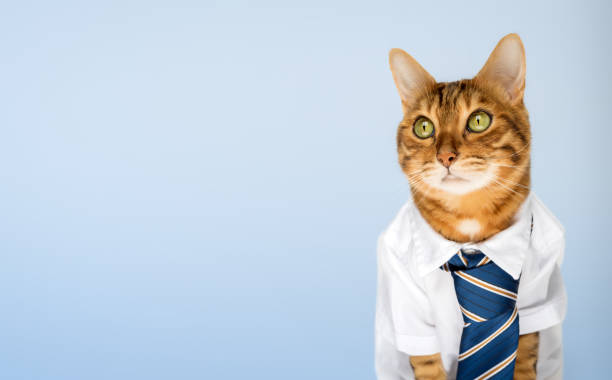 istock Business cat in a shirt with a tie on a blue background. 1716963027